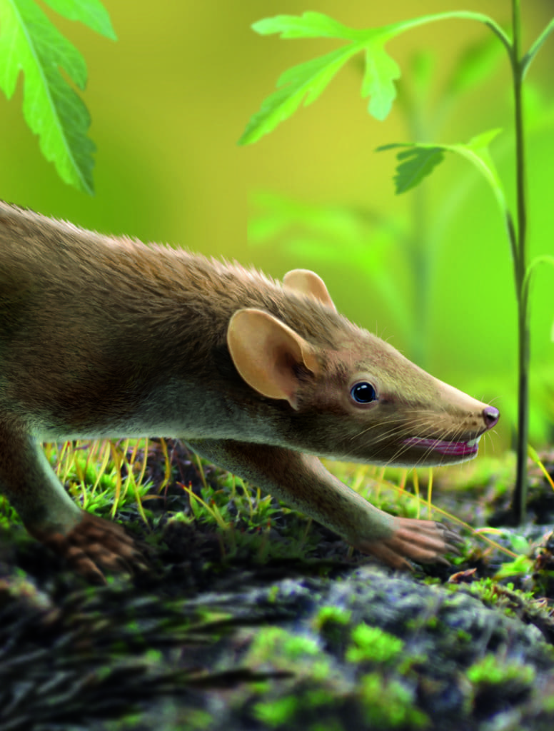 Oldest spiny mouse fossil found with fur, skin and organs