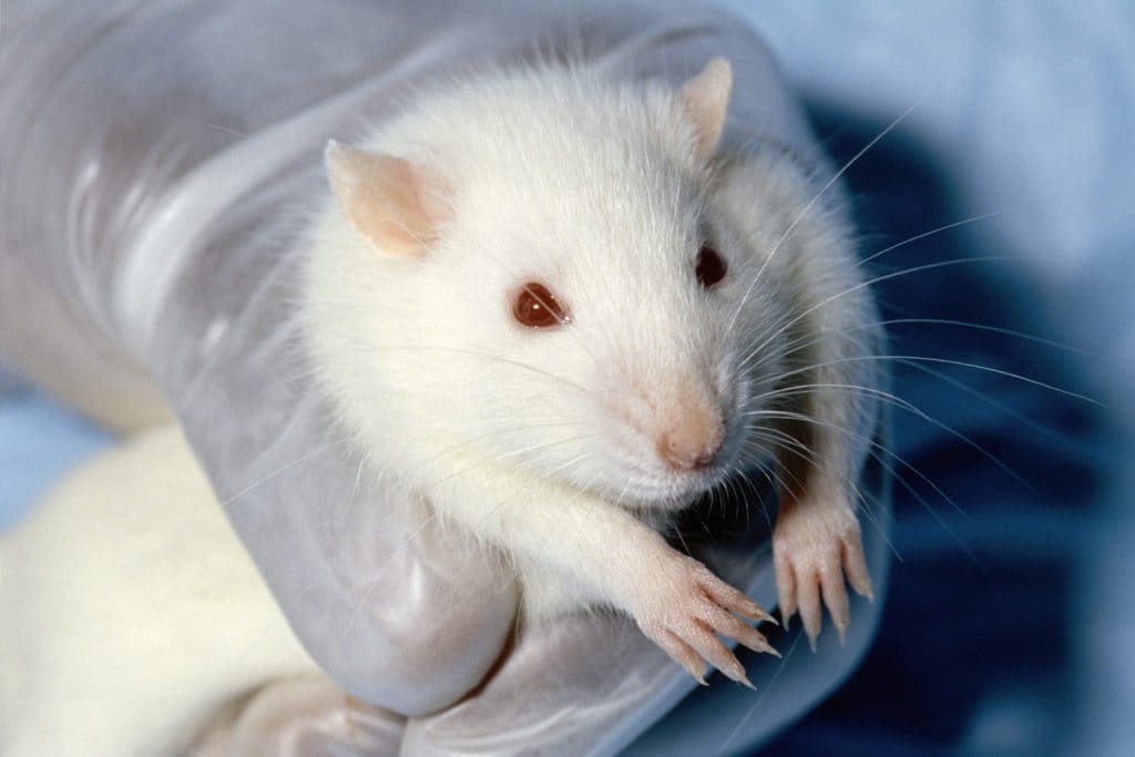 What will it take to beat our addiction to animal experiments?