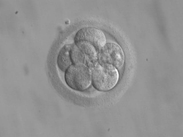 Genetically modified human embryos allowed by landmark ruling