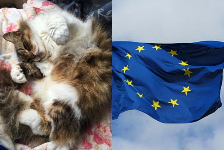 This hashtag has finally brought some light relief to the referendum campaign (TWEETS)