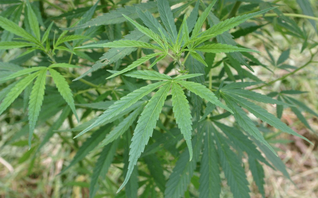 BREAKING: UK government admits that cannabis has medical properties with legislative U-turn