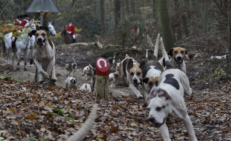 Fox Hunting Hounds