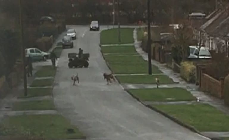 Fox Hunt Macclesfield Two