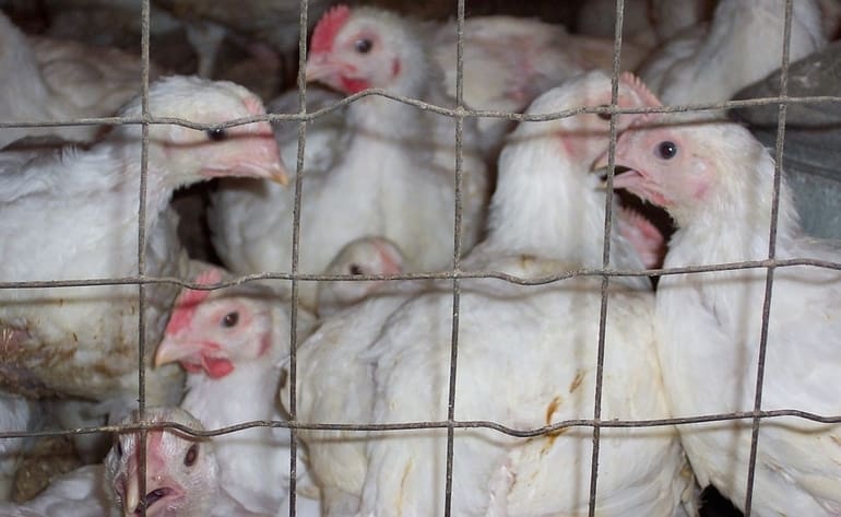 chickens supermarkets