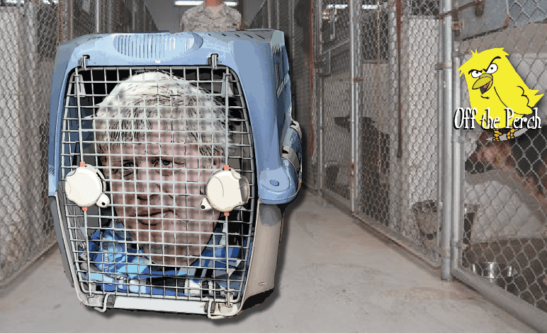 Boris Johnson to be kennelled for the election campaign OTP