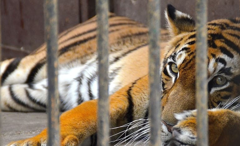 A millionaire UK zoo owner is still avoiding prosecution for animal cruelty charges