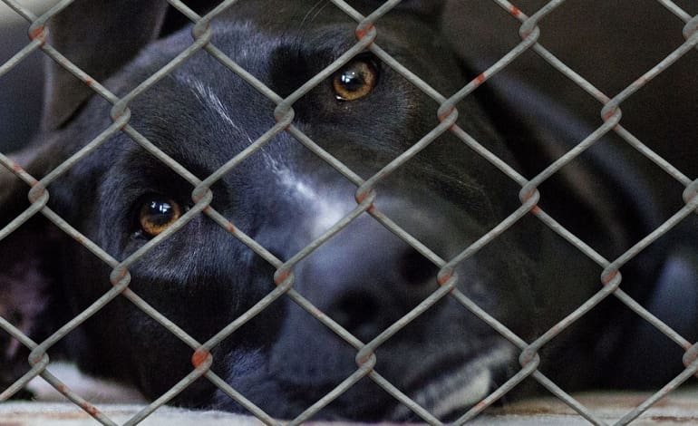 The widespread abuse of cats and dogs in the UK is shameful [OPINION]