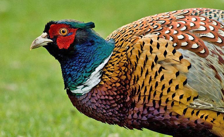 Common Pheasants