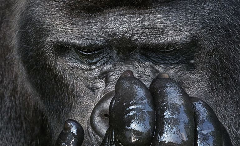 Take a good look at these stunning photos of the world’s endangered animals. It could be your last. [IMAGES]