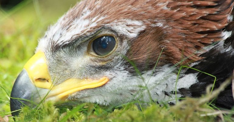 Chris Packham Fred the Golden Eagle