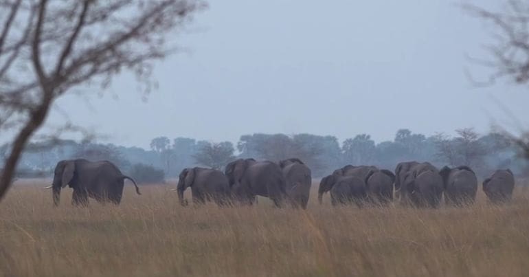 elephants in Namibia