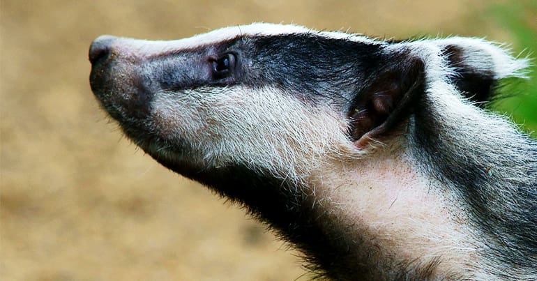 badger