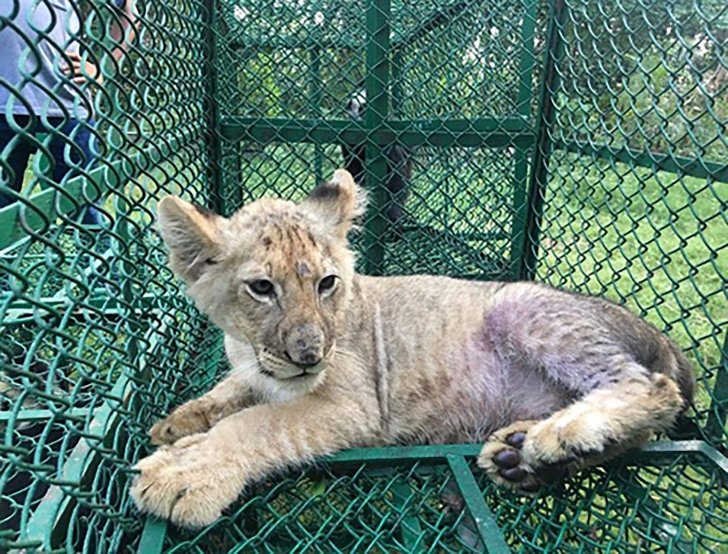 Thousands of endangered animals seized in global customs operation