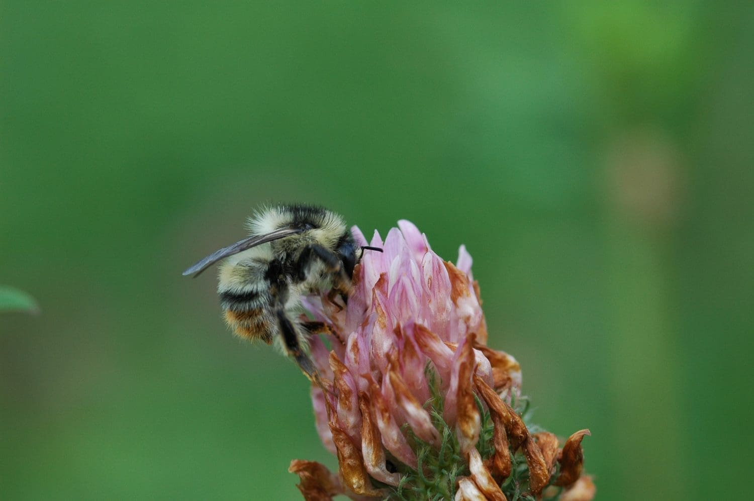 Rare UK bumblebee found at site restored to boost wildlife