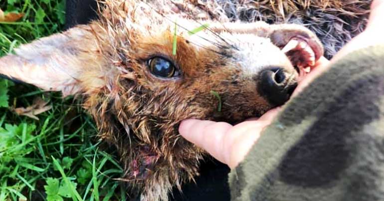 Dead fox looking into the camera