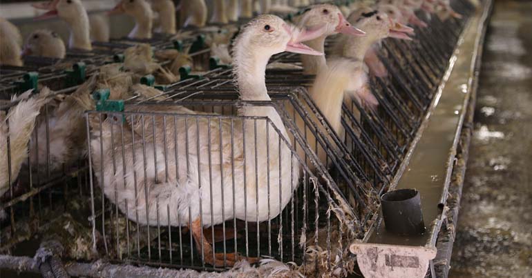 Rows of ducks in cages, being prepared for foia gras