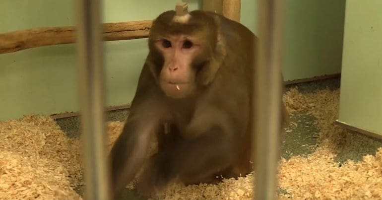 A ‘huge spike’ in experiments on particular monkeys signals a grim new direction for Tory Britain