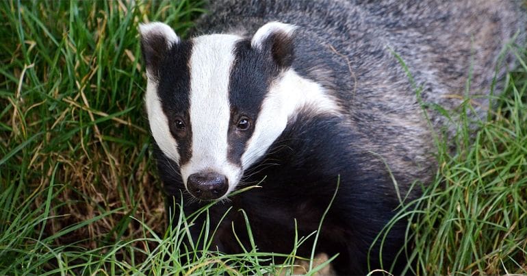 Badger