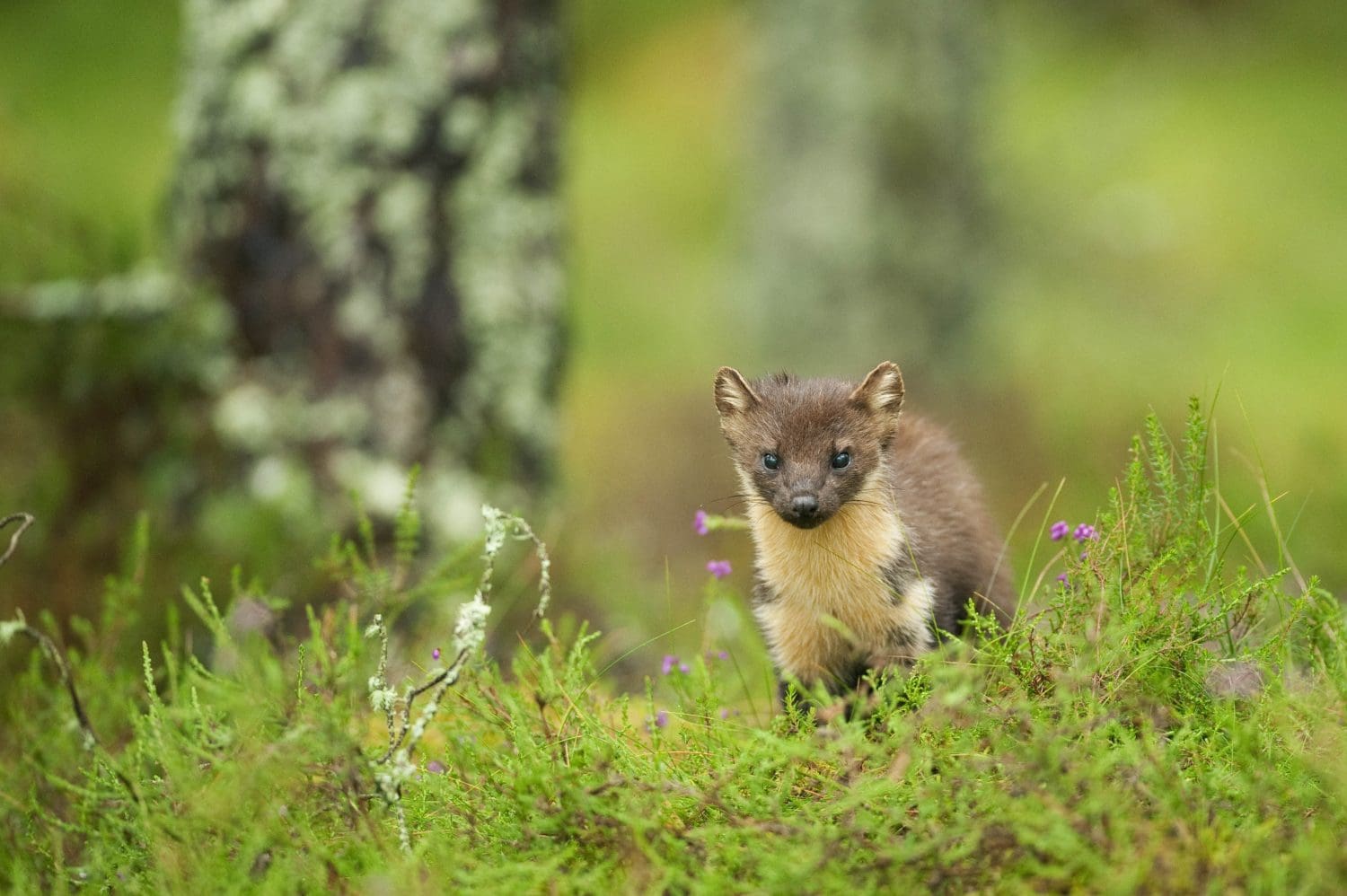 Pine martens reintroduced to Forest of Dean