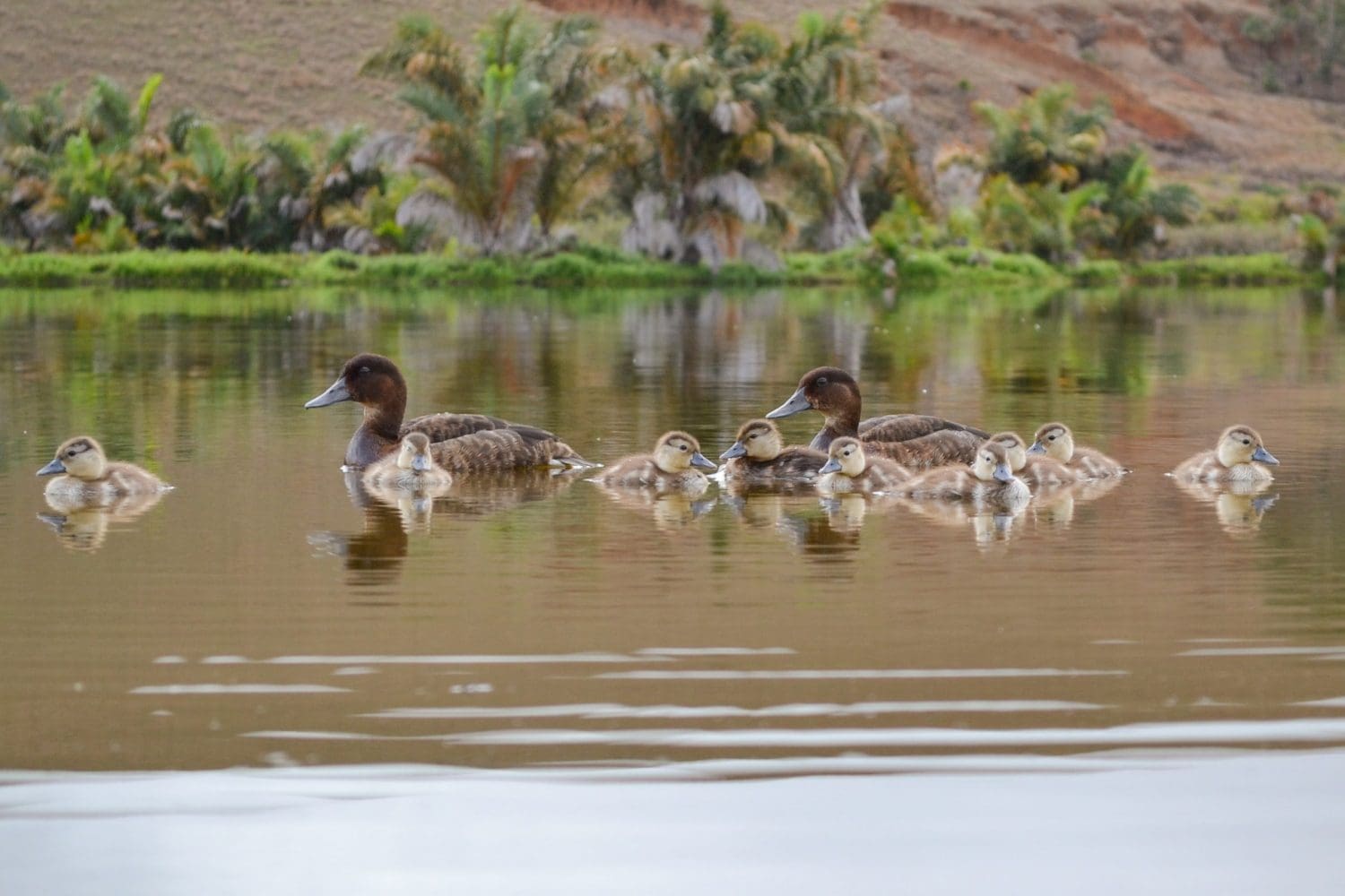World’s rarest ducks breed in the wild on Madagascan lake
