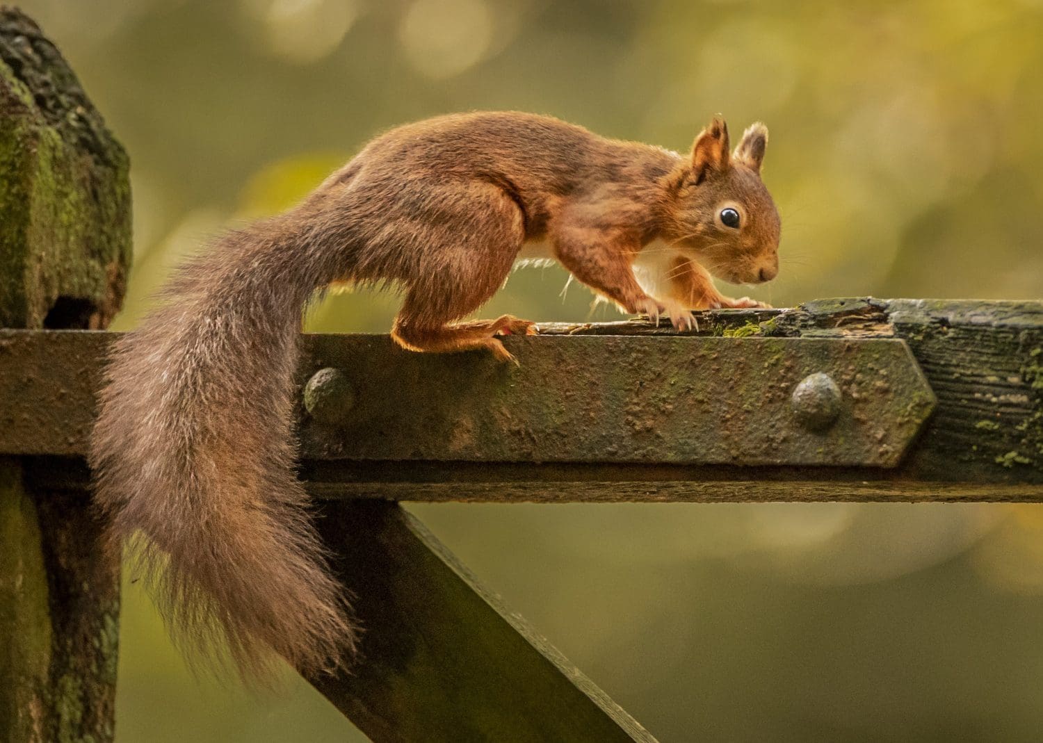 Red squirrel population in Scotland remains stable – report