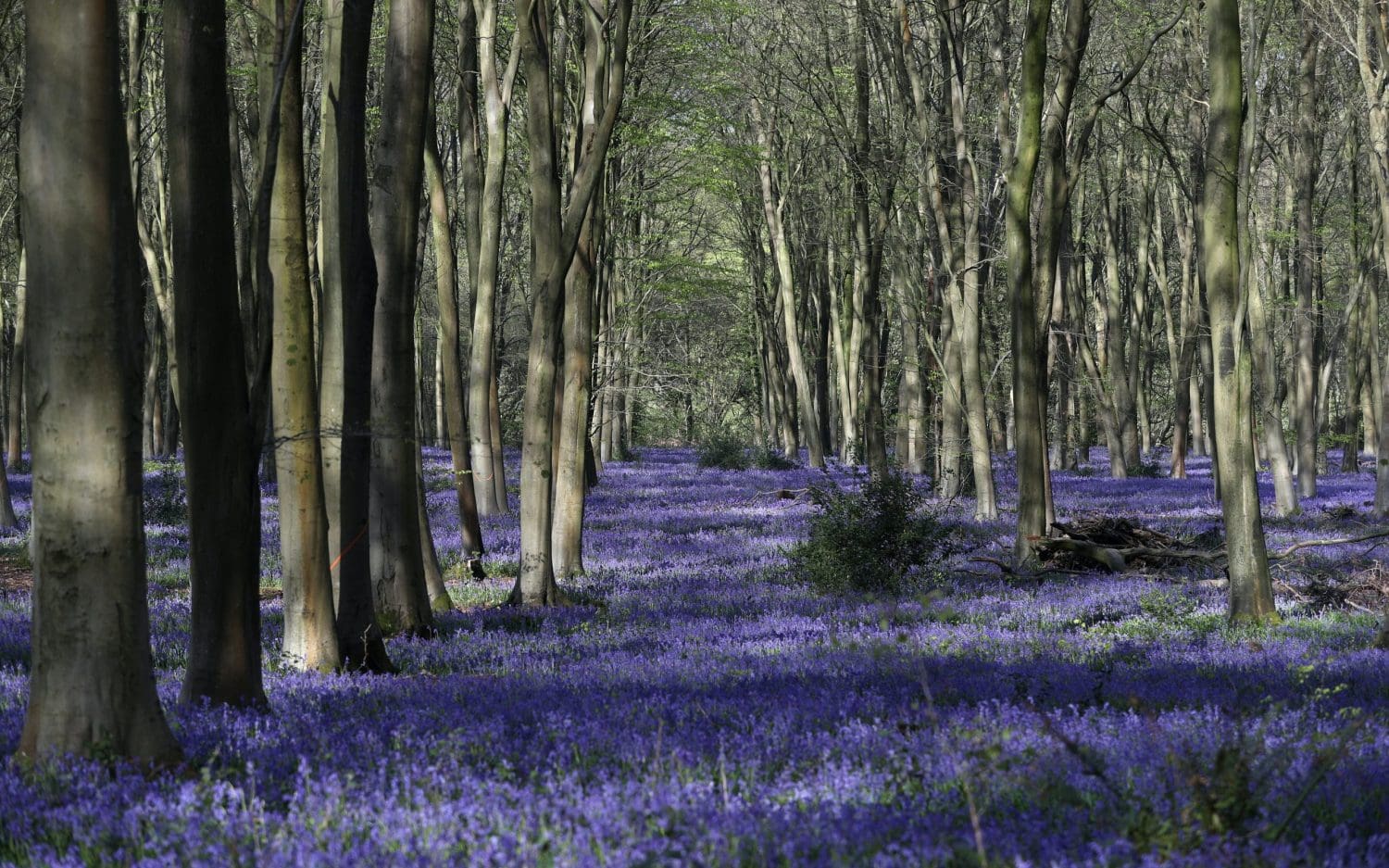 In Pictures: Bluebells bloom for woodland walkers