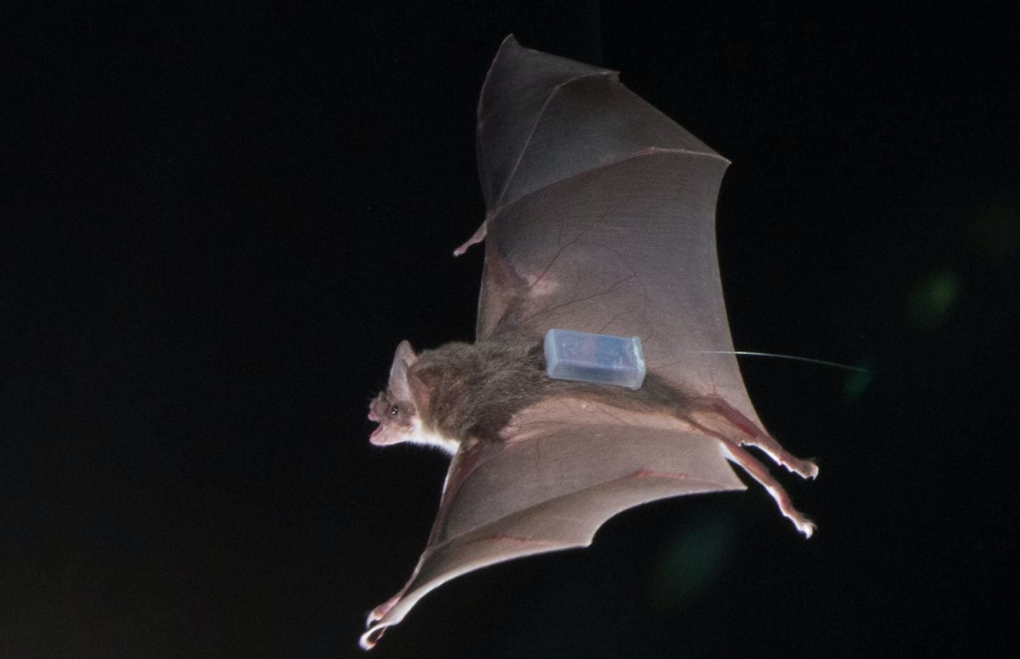 Careless theories risk making bats a scapegoat for coronavirus, expert says