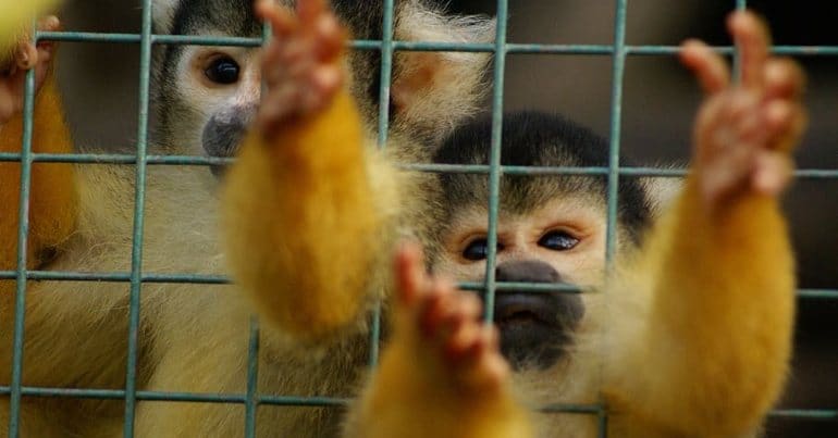 Caged monkeys