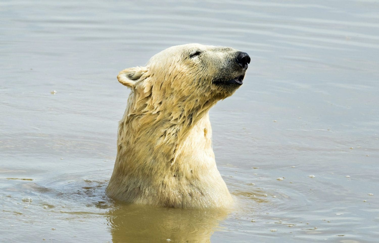 Only ‘aggressive’ cuts to carbon emissions can save polar bears from extinction, study says