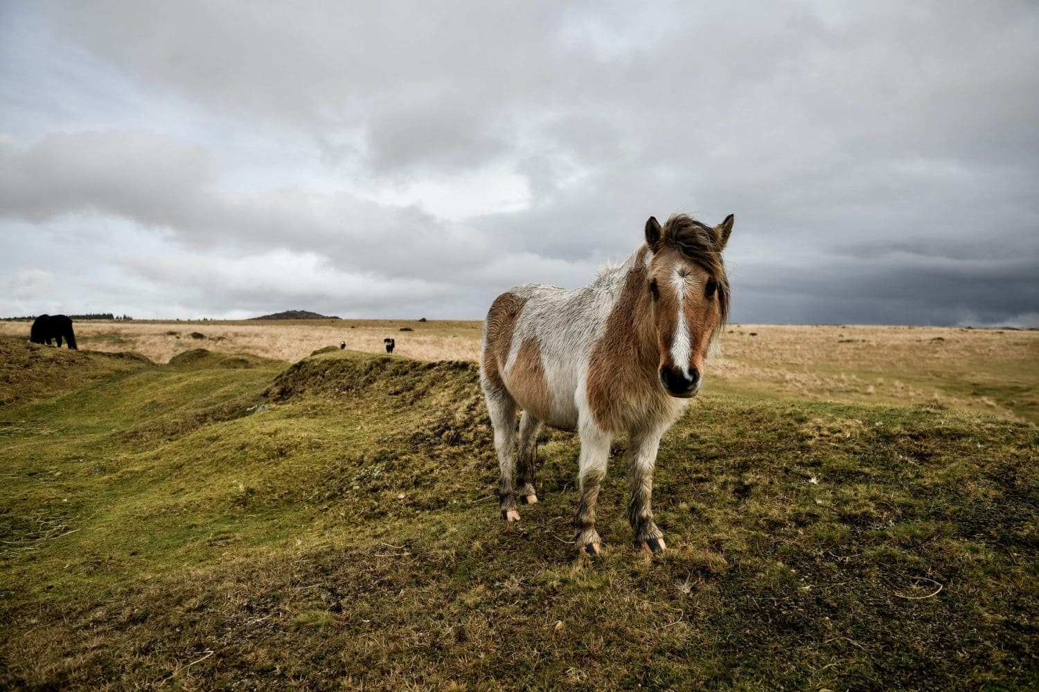 Wild camping ban introduced in part of Dartmoor after ‘unsustainable levels’ of littering and fires