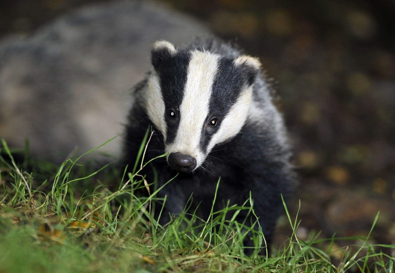 Government sets out plans to halt new badger cull licences after next year