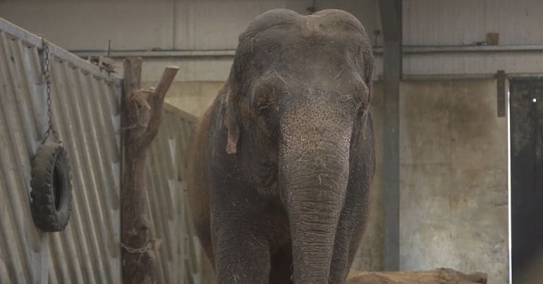 Anne, an elephant, standing in her indoor enclosure at Longleat