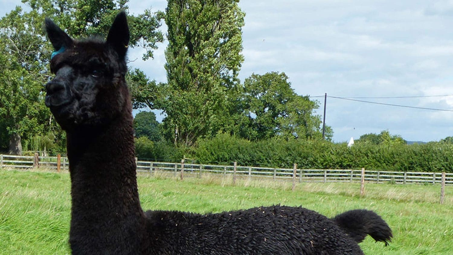 Petition to save condemned alpaca Geronimo secures almost 80,000 signatures