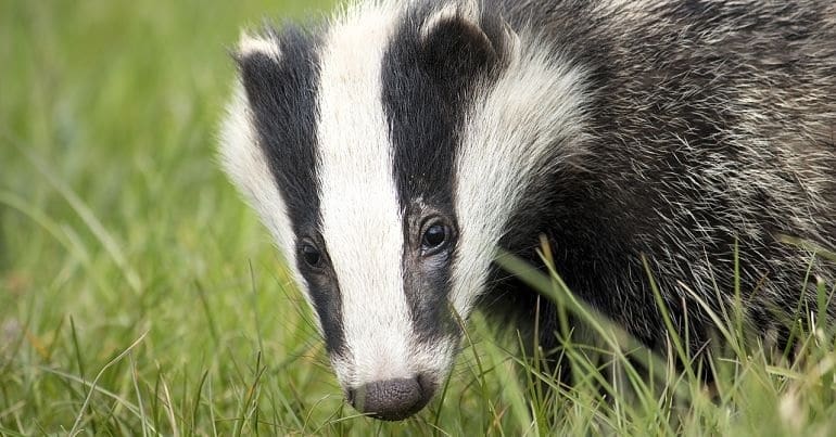 Badger