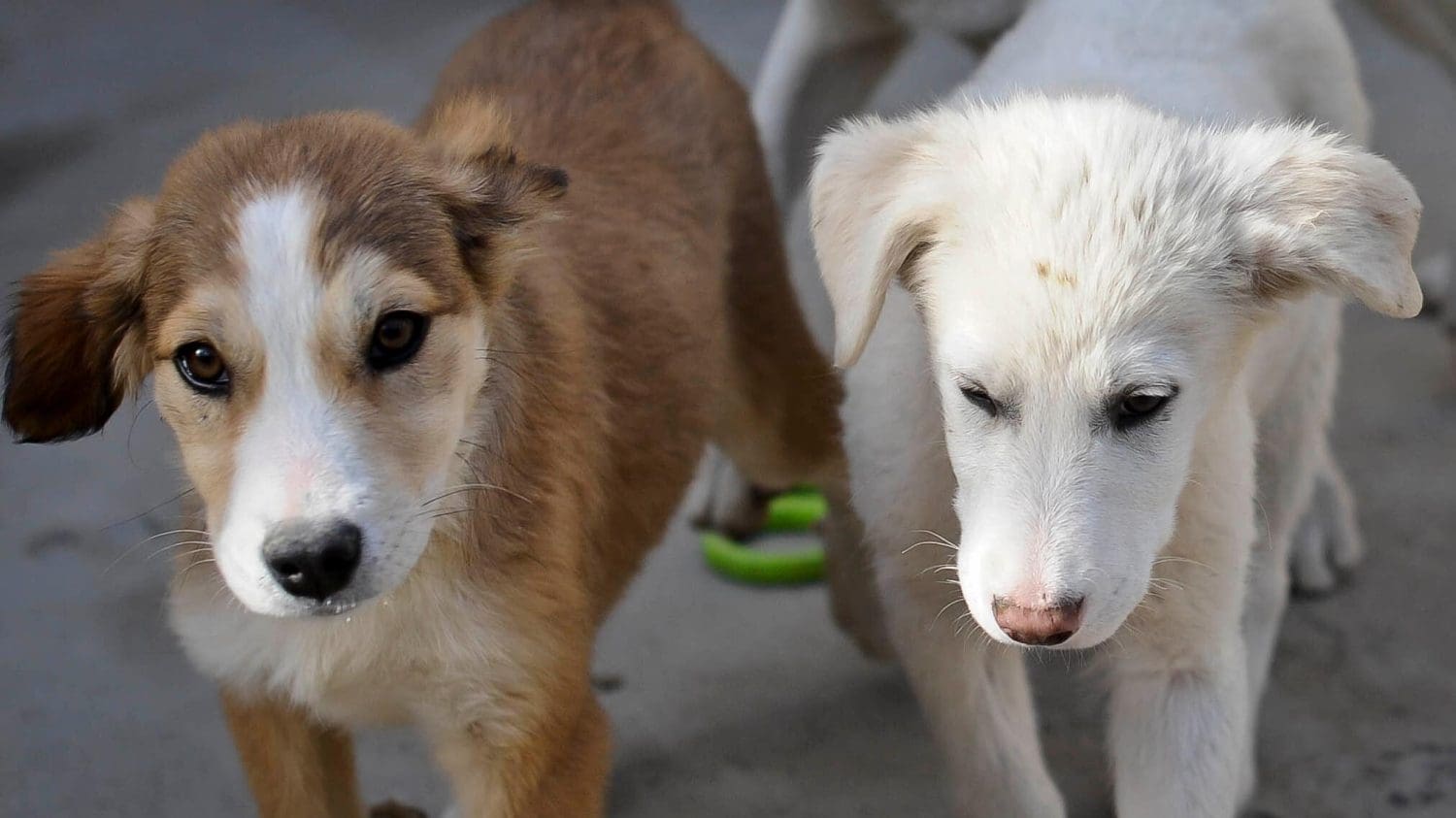 Even the Daily Mail is now calling out Boris Johnson’s serial lying