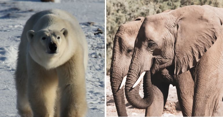A polar bear and two African elephants