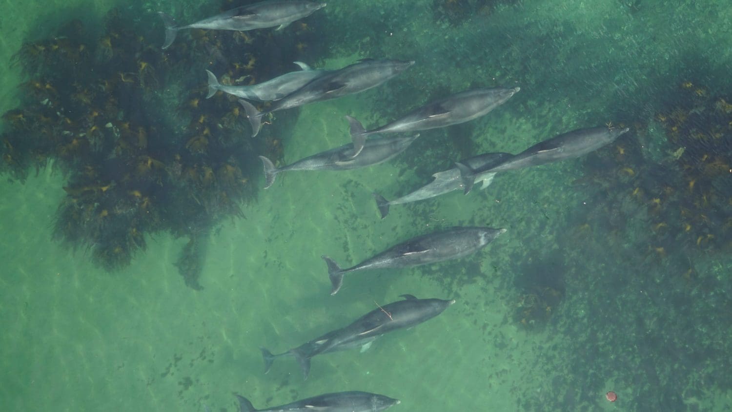 Scientists use drones to identify whether dolphins are pregnant