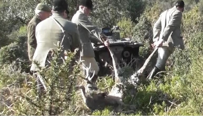 Quantock Staghound hunt members carry a dead stag towards a vehicle