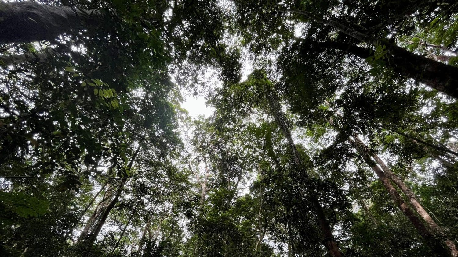 Failure to save the Congo Basin forest ‘would mean world loses climate fight’