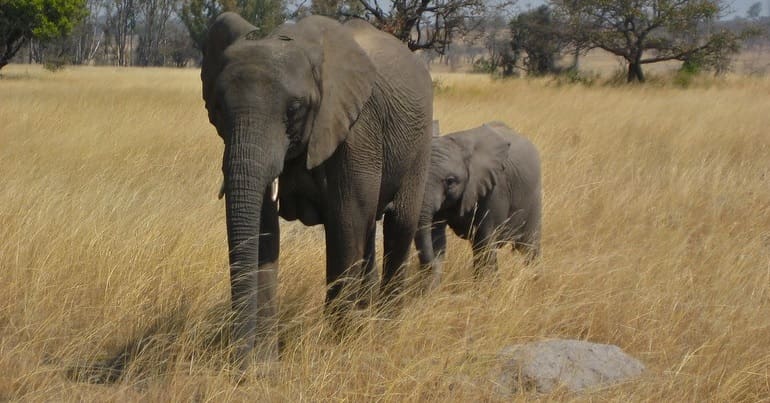 African elephants