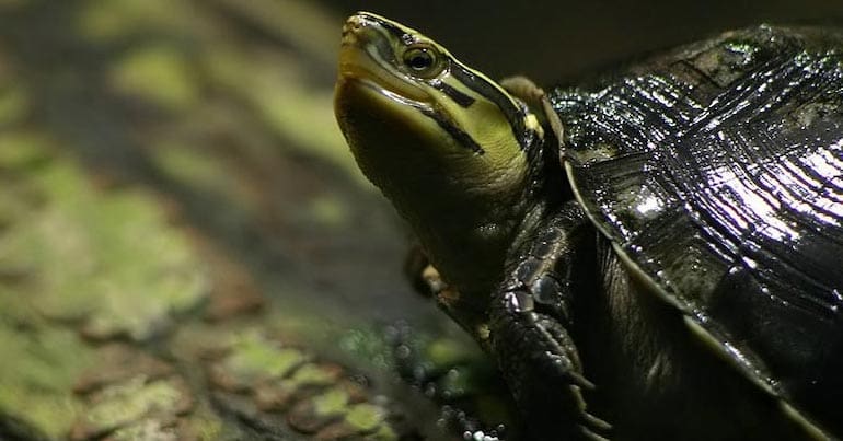 Southeast Asian Box Turtle