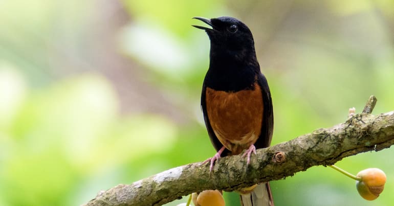 white-rumped shama