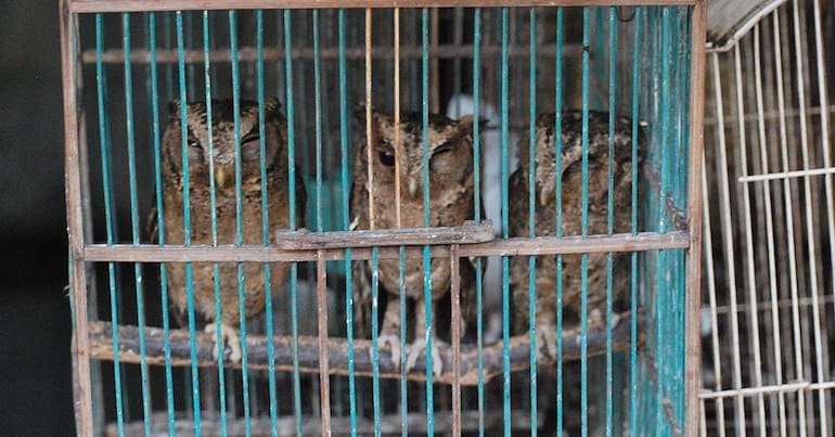 Three owls in a cage for sale in the wildlife trade