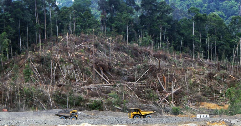 Large area of cleared forest with dumper trucks in the fore ground.