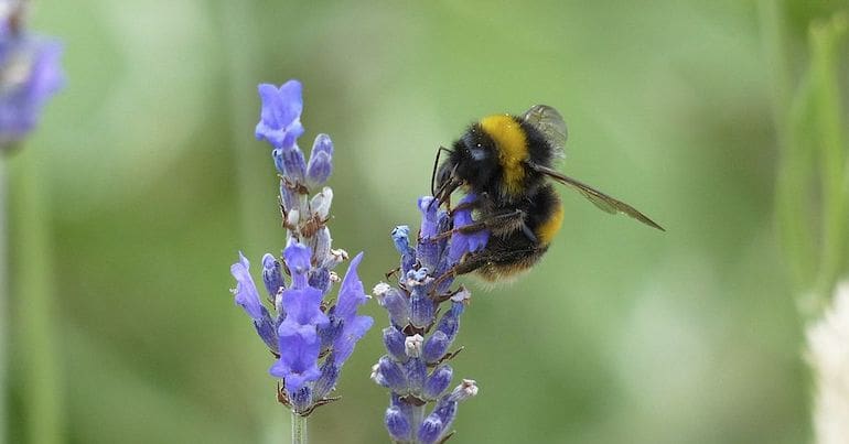 Bee pollinating lavender