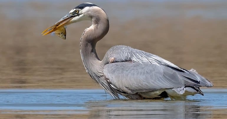 A great blue heron in a lake with a fish in their mouth