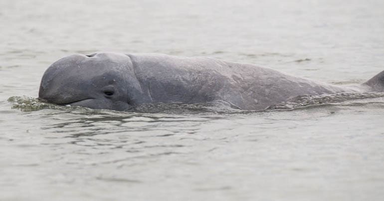 Irrawaddy dolphin