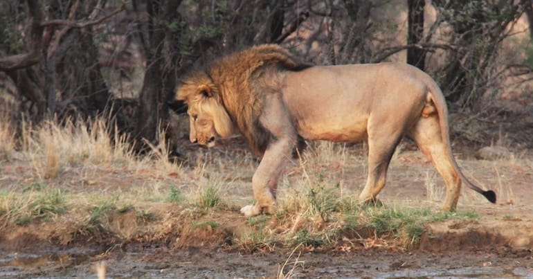 Trophy hunting ban is not colonialism. A male lion in the Serengeti.