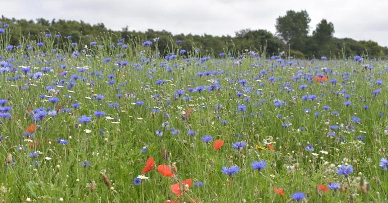 Wildflower meadow