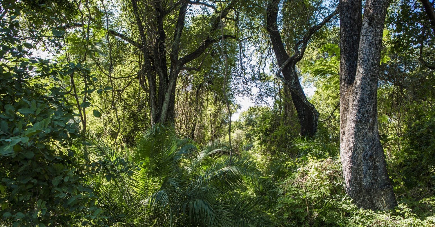 Rainforest in Zimbabwe.
